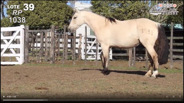 Lote 1 Yeguas Criollas Preñadas PP - Santa Anita, Entre Rios
