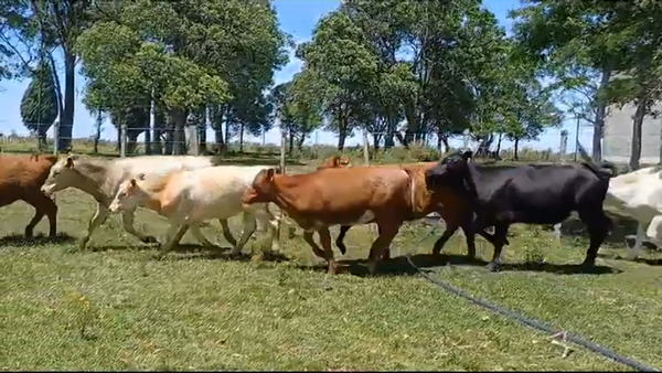 Lote (Vendido)12 Terneras CHA - SHO/ AA 225kg -  en MONZON