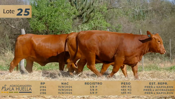 Lote LOTE 25