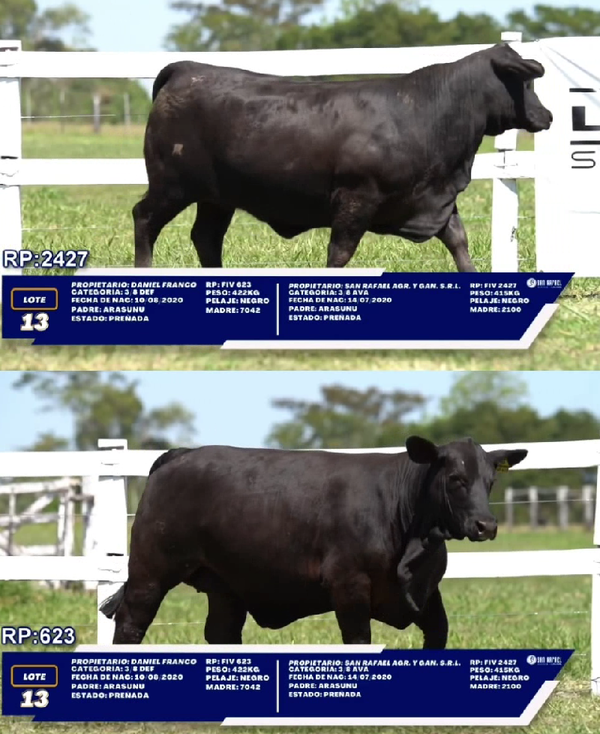Lote LOTE 13 - DUO