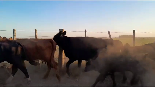 Lote 24 Piezas de cría Angus y Hereford en San Gregorio