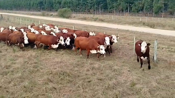 Lote 45 Vacas faena