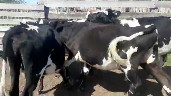 Lote 4 Vaquillonas Holando preñadas