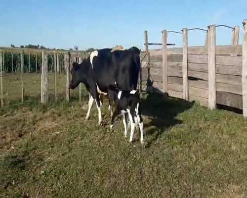 Lote 2 Vaca HOLANDO 500kg - , San José