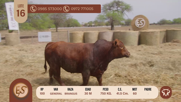 Lote TOROS BRANGUS 30 MESES