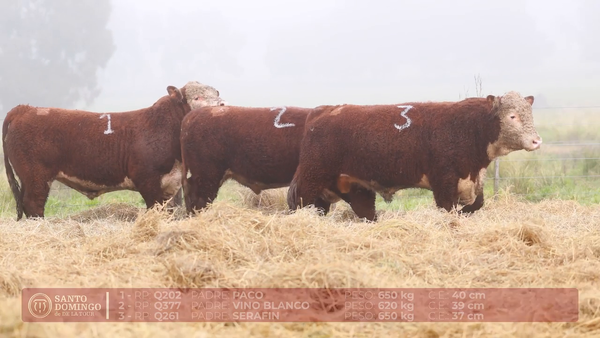 Lote ORDEN 20 TOROS DE LOTES