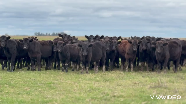 Lote 105 Terneras