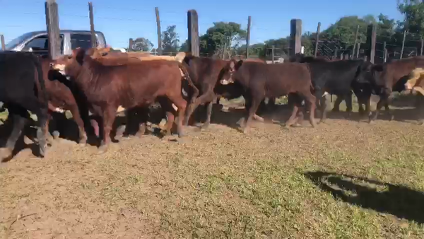 Lote 115 Terneros/as en Gral. San Martín, Chaco