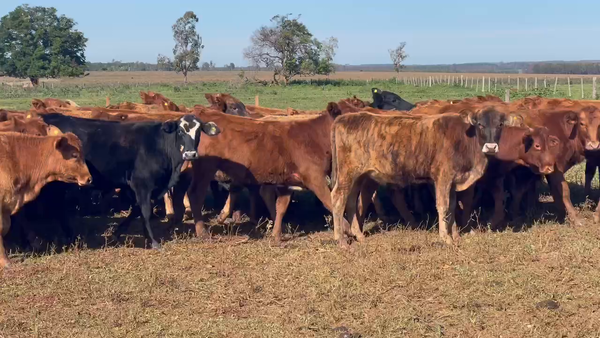 Lote 50 Vaquillonas en Santo Tomé, Corrientes