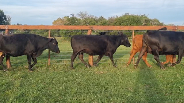 Lote 31 Vacas usadas preñadas