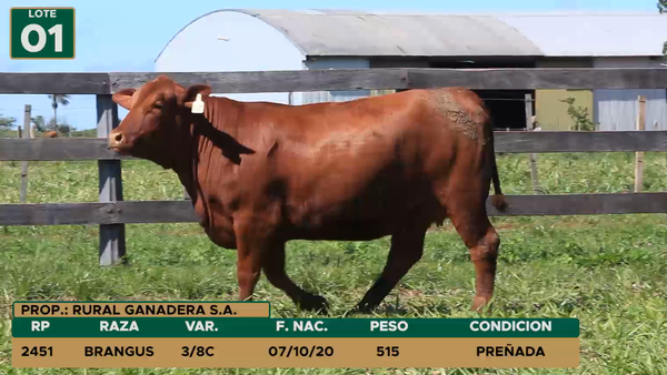 Lote HEMBRAS LOTE 1