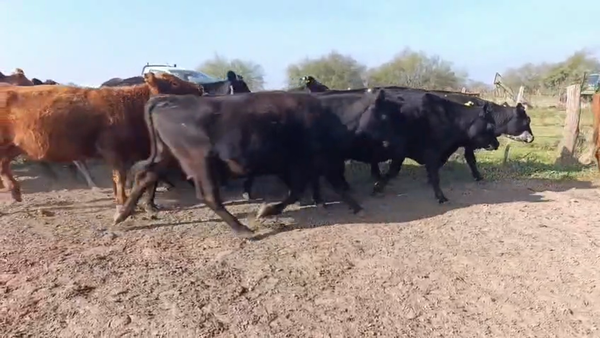 Lote 12 Vacas CUT preñadas