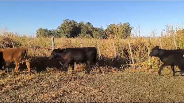 Lote 20 Terneros/as en Olavarria