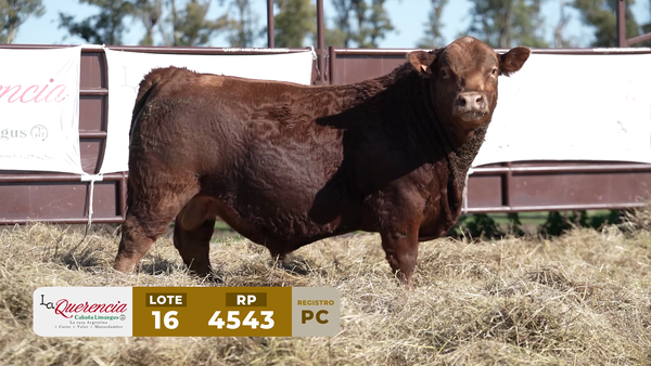Lote TORO PC
