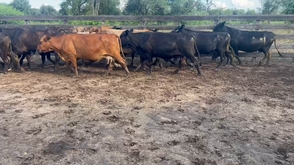 Lote 50 Vacas de invernar en Juan José Castelli, Chaco