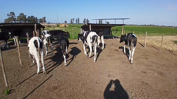 Lote 18 Terneros Holando Argentino en Sunchales, Santa Fe