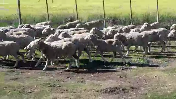 Lote (Vendido)60 Ovejas 40kg -  en EL CHILENO