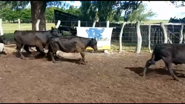 Lote 70 Terneros en Concordia, Entre Ríos