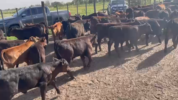 Lote 65 Terneros A TÉRMINO en Pahuajó