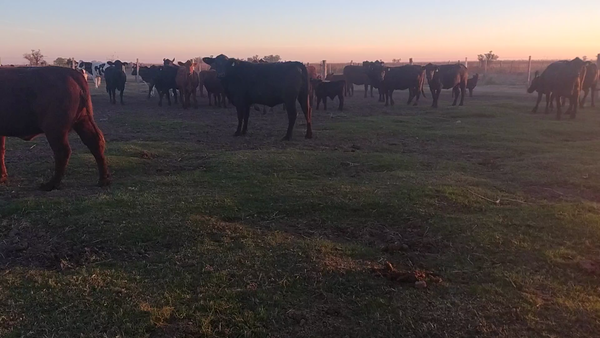 Lote 24 Vaquillonas Brangus Preñadas en Freyre, Córdoba