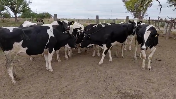 Lote 10 Vaquillonas Holando Preñadas en Josefina, Santa Fe