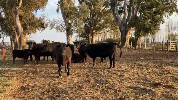 Lote "SAN BAUTISTA DEL SUR" VAQUILLONAS MADRES ANGUS SELECCIONADAS CON CRÍA