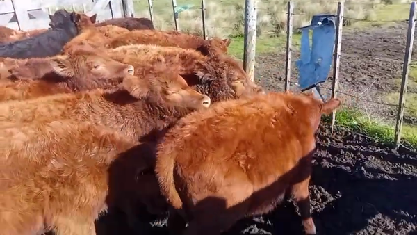 Lote 40 Terneras en Olavarría