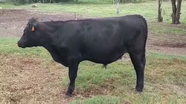Lote (Vendido)Novillos Gordos 340kg -  en JUAN GONZALEZ