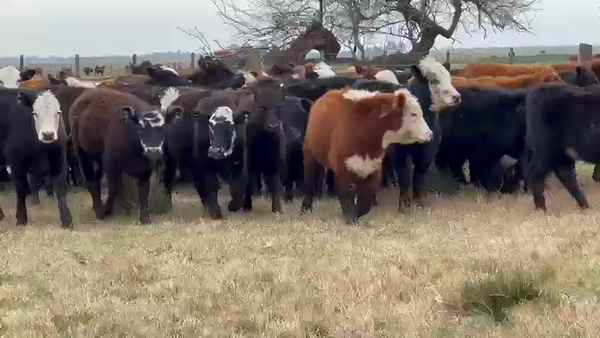 Lote 180 Vaquillonas