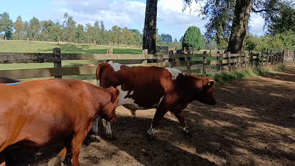 Lote 60 Novillo Engorda en Frutillar, X Región Los Lagos