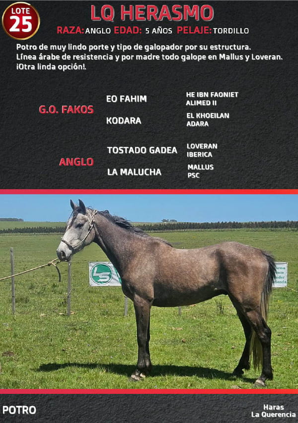 Lote LQ HERASMO