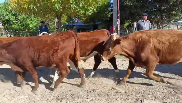 Lote 26 Novillos
