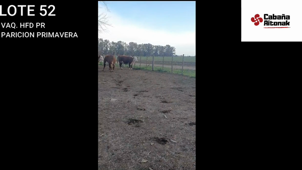 Lote "CABAÑA AITONAK" VACAS POLLED HEREFORD PURAS REGISTRADAS
