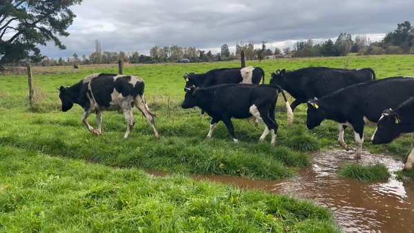 Lote 34 Ternero en Río Bueno, XIV Región Los Ríos