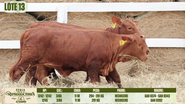 Lote LOTE 13