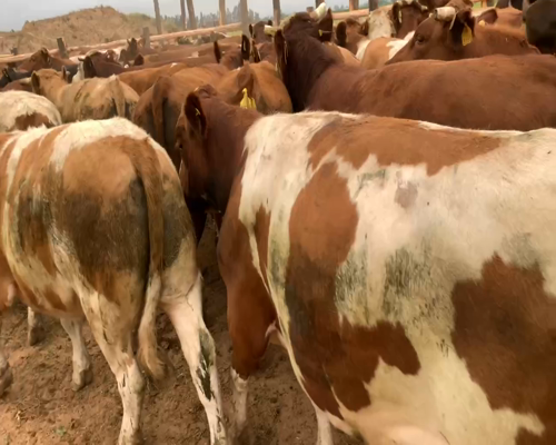 Lote 50 Novillo Engorda en Río Claro, VII  Región Maule