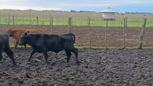 Lote 50 Terneros en Las Flores