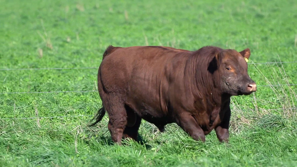 Lote TORO