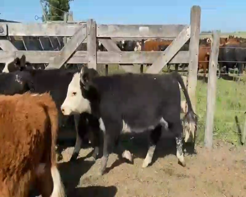 Lote 91 Terneros en Lobos, Buenos Aires