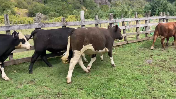 Lote 37 Novillo Engorda en Aysén, XI Región Aysén