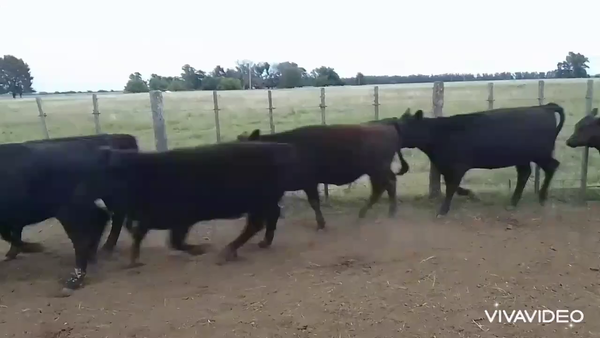 Lote 70 Terneras