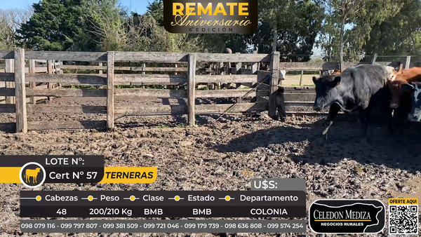 Lote 48 Terneras en Colonia