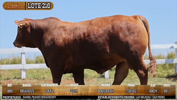 Lote LOTE 216 - VIVO