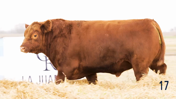 Lote Toro