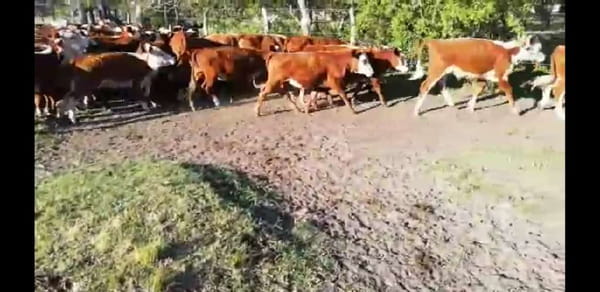 Lote 75 Terneros/as en Villaguay, Entre Ríos