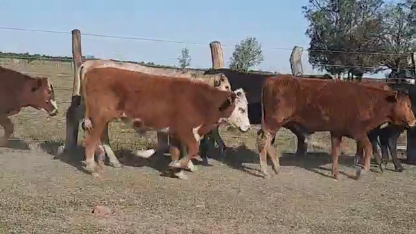 Lote 60 Novillitos en Esquina, Corrientes