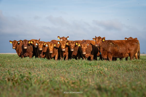 Lote VACAS ANGUS COLORADAS PC C/GTÍA DE PREÑEZ