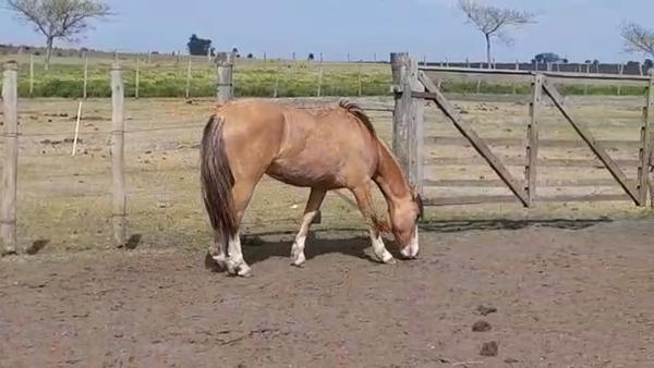 Lote CAPIRU CHORLITOX CALAGUALA CARAGUATA