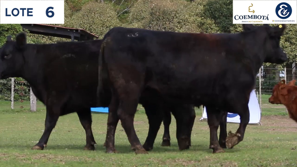 Lote CABAÑA COEMBOTÁ: 5 vaquillas MAS c/cria