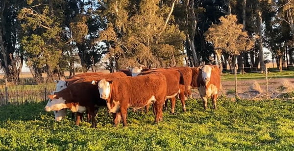 Lote Vivoratá Vaquillonas PR - Preñadas parición otoño 2022